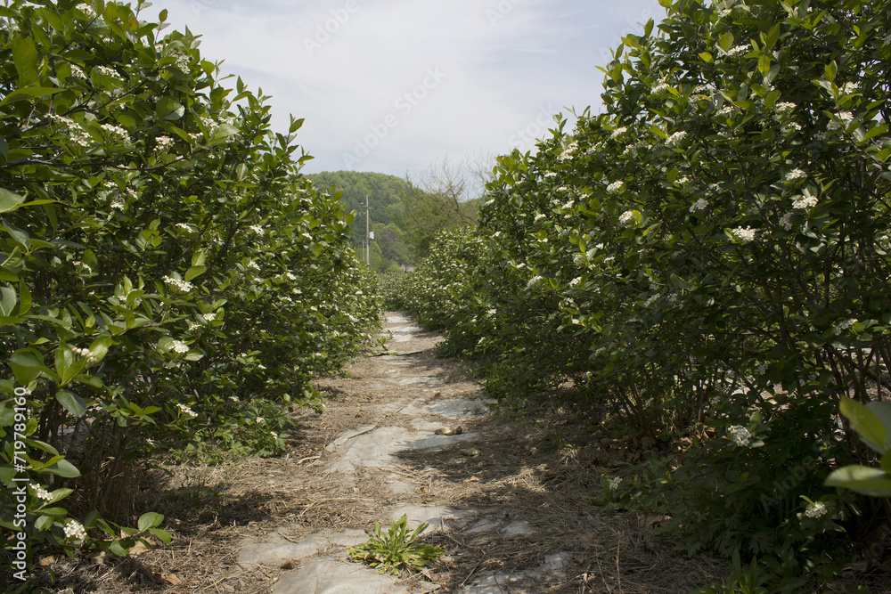 Aronia (chokeberries) growing in a field. 