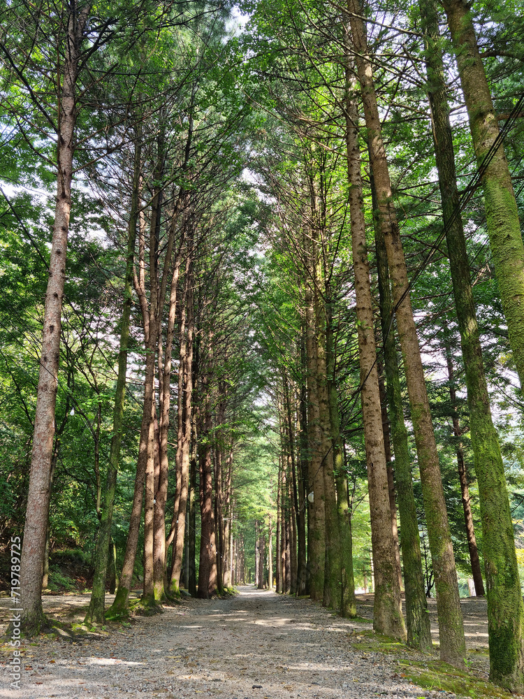 It is a road lined with trees. It is a road lined with trees.