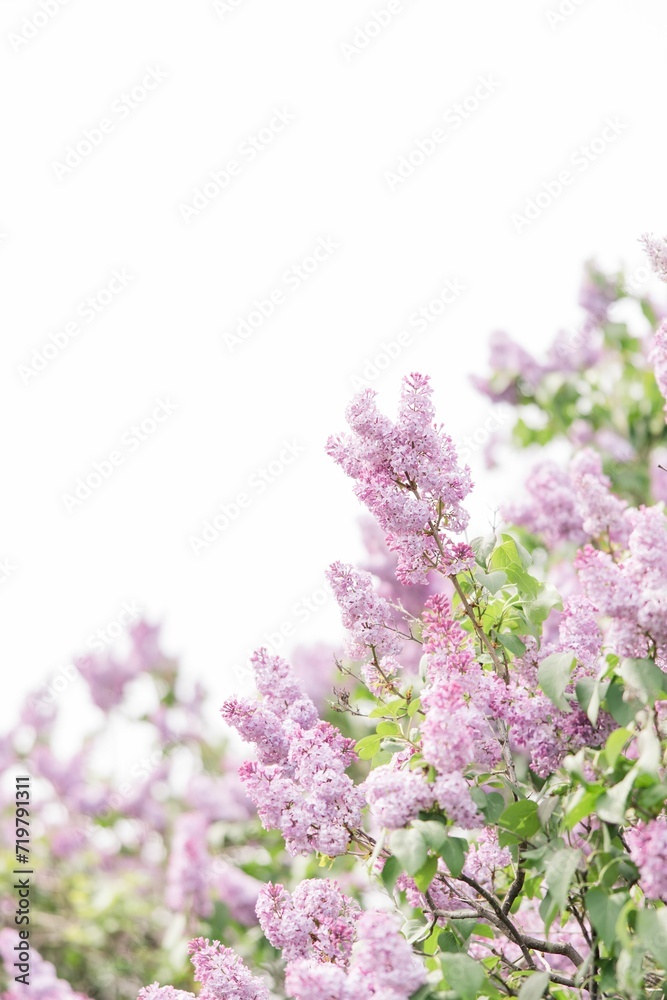 Vertical shot of blooming purple lilac flowers under a bright sky