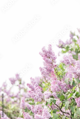 Vertical shot of blooming purple lilac flowers under a bright sky