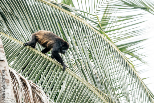 howler monkey on a palm tree leaf photo