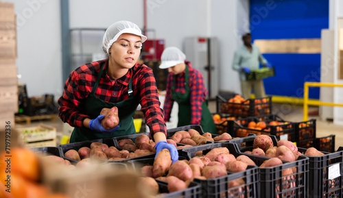 Woman distributes potatoes into boxes in a warehouse of a vegetable factory