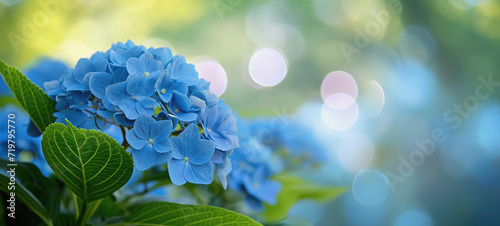 Hydrangeas on blurred background copy space. Floral banner