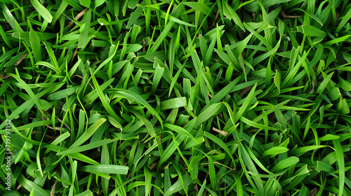Close-up of Lush Green Grass Field With Dew Drops