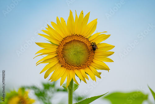 Bright Yellow Sunflower in a field