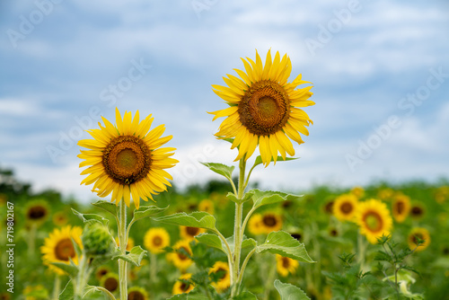 Bright Yellow Sunflower in a field