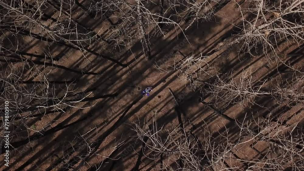 toma aerea de modelo acostada con vestido marron claro, sobre tela violeta, en pinares otoñales 