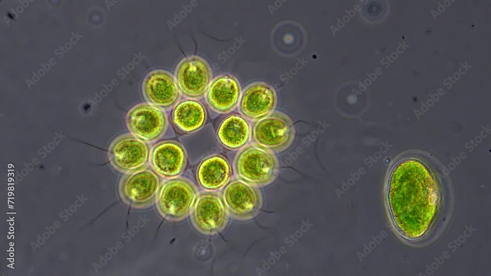 Colony of ball-shaped green algae called Gonium, which assemble with astounding simmetry. They have beating flagella for locomotion. 400x magnification, phase contrast microscopy