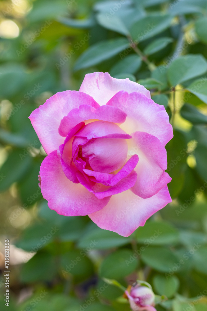 A single pink rose is on a rose tree.