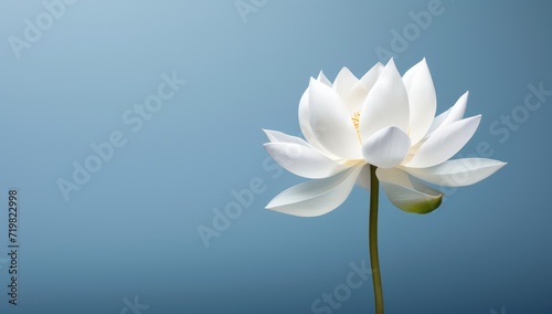 Lotus flower on blue background, meditation, serenity and spirituality concept, illustration of a blooming white Lotus flower