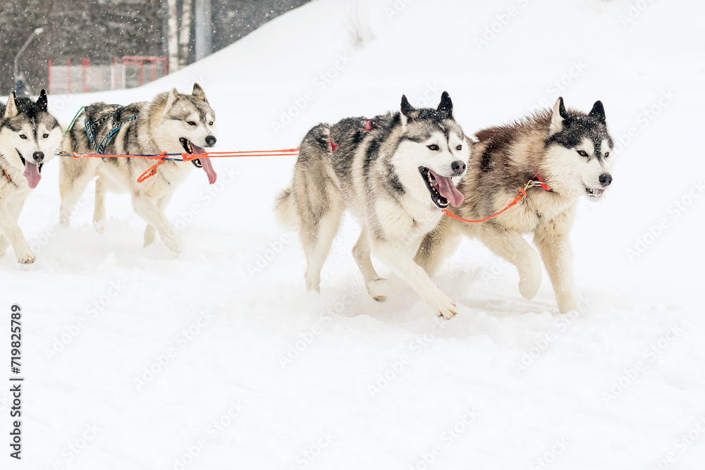 Running hardy Siberian domestic dogs in a harness run along a snowy winter road.