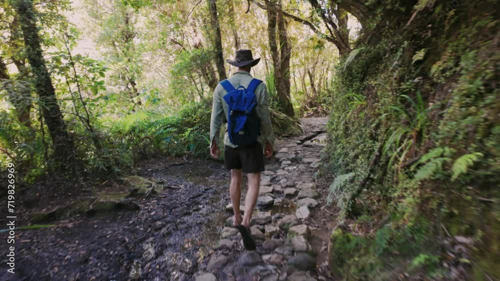 Man walking through a tranquil forest in the Coromandel Peninsula, New Zealand Man walking through a tranquil forest in the Coromandel Peninsula, New Zealand