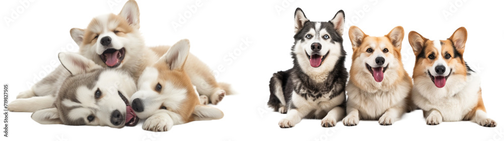 Friendly Siberian Husky samoyed and crogi dogs collection in 3d png transparent with no background. Created using generative AI Friendly Siberian Husky samoyed and crogi dogs collection in 3d png transparent with no background. Created using generative AI