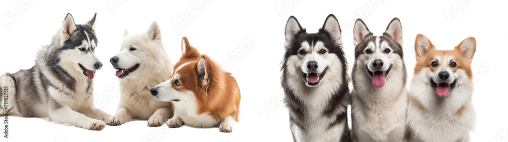 Fluffy Siberian Husky samoyed and crogi dogs front view collection in png no background for decoration. Created using generative AI.