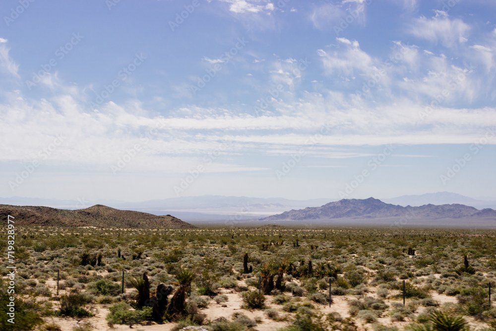 Desert in Arizona with green bushes and cacti on a sunny day with blue sky and white clouds. Nature near Phoenix, Arizona, USA Desert in Arizona with green bushes and cacti on a sunny day with blue sky and white clouds. Nature near Phoenix, Arizona, USA