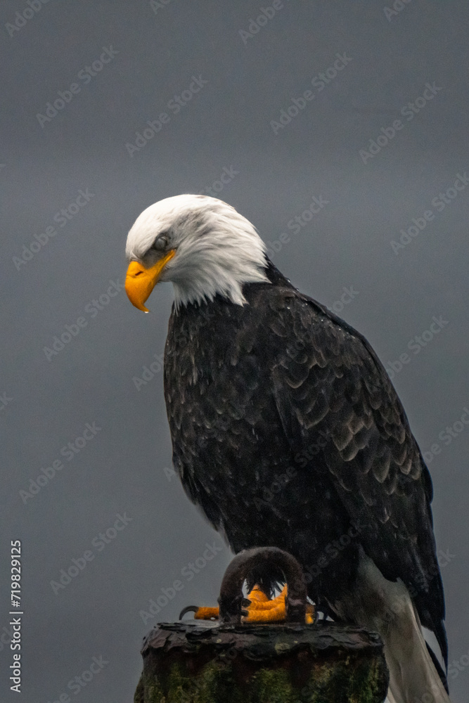 Fototapeta premium american bald eagle