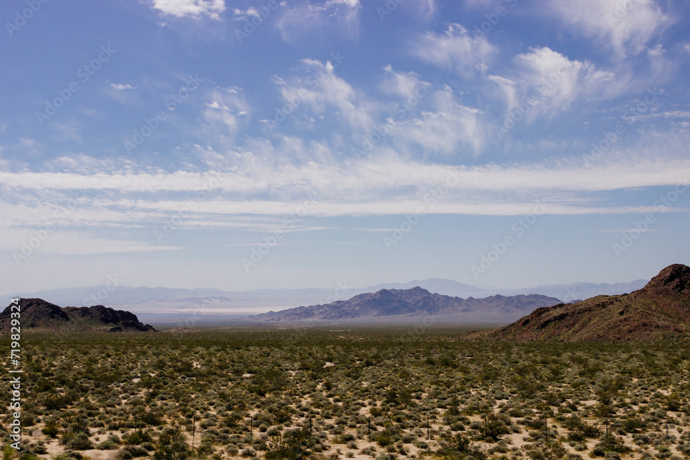 Fototapeta premium Desert in Arizona with green bushes and cacti on a sunny day with blue sky and white clouds. Nature near Phoenix, Arizona, USA