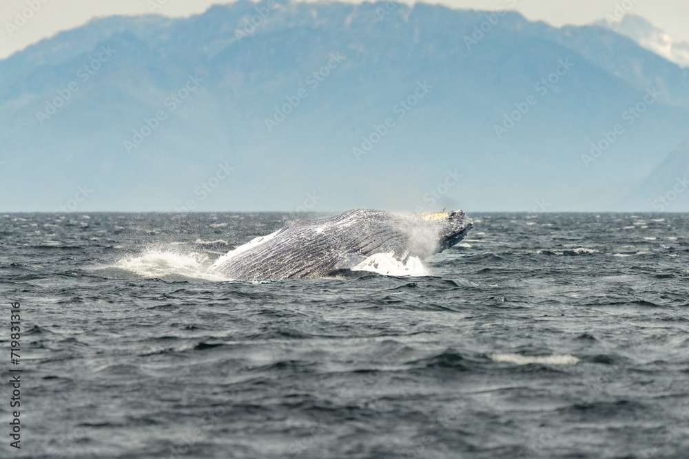 Fototapeta premium Humpback whale breach
