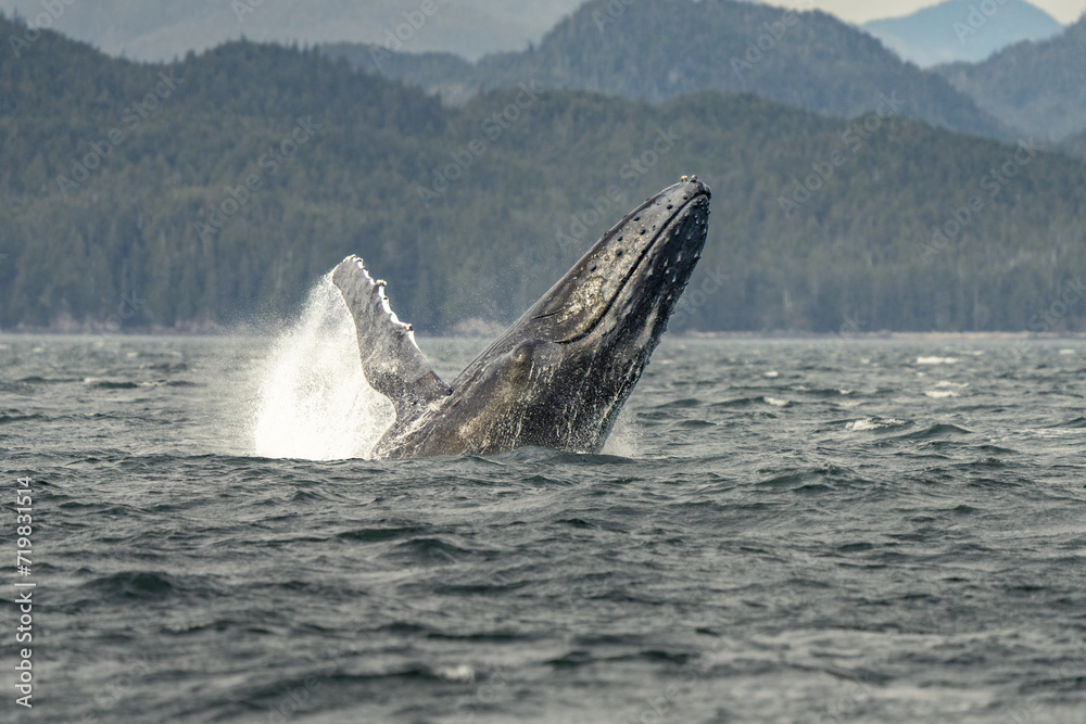 Fototapeta premium Humpback whale breach