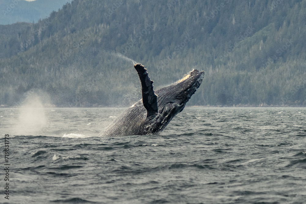 Obraz premium Humpback whale breach