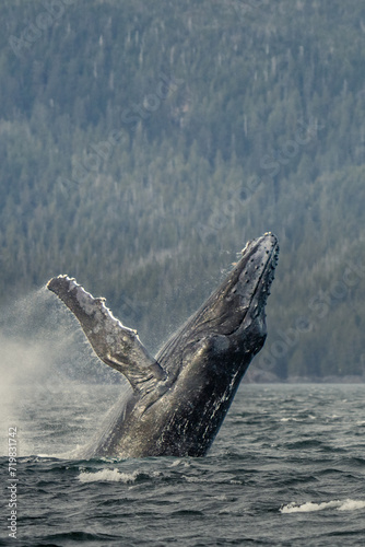 Wallpaper Mural Humpback whale breach Torontodigital.ca