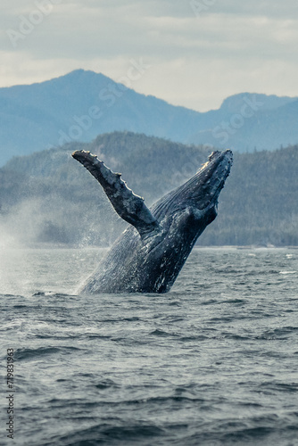Humpback whale breach © Clearly Coastal 