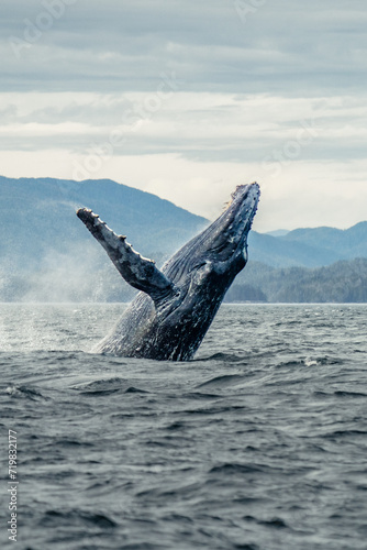 Humpback whale breach © Clearly Coastal 