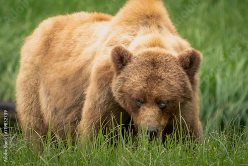 Wallpaper Mural grizzly bear Torontodigital.ca