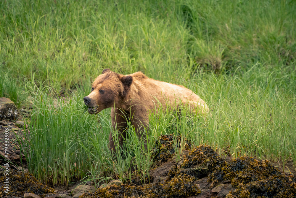 custom made wallpaper toronto digitalgrizzly bear