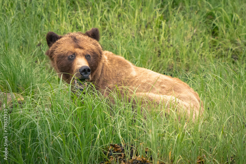 Wallpaper Mural grizzly bear Torontodigital.ca