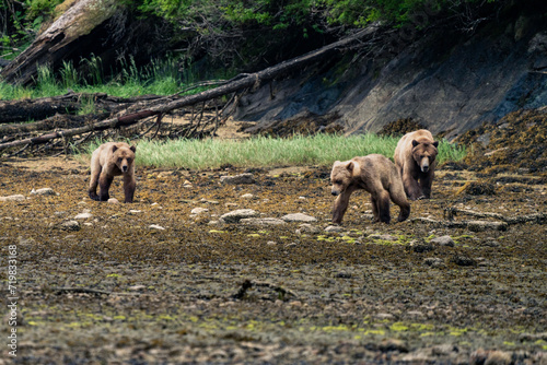Wallpaper Mural grizzly bear Torontodigital.ca