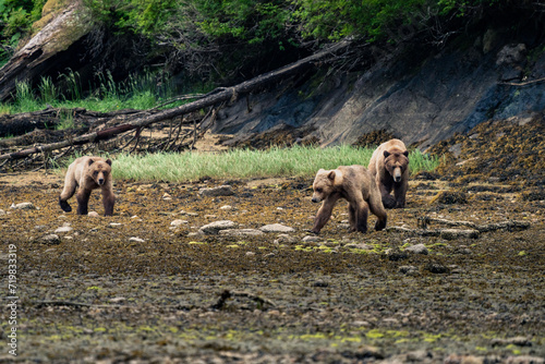 Wallpaper Mural grizzly bear Torontodigital.ca
