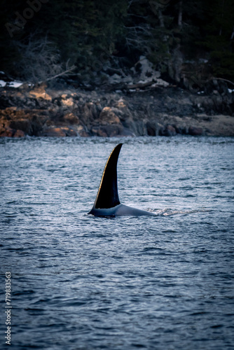 Wallpaper Mural Orca Torontodigital.ca