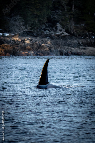 Wallpaper Mural Orca Torontodigital.ca