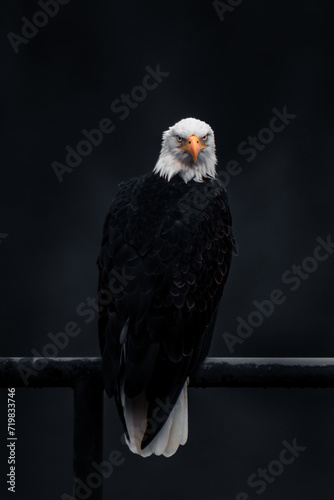 Wallpaper Mural American bald eagle Torontodigital.ca