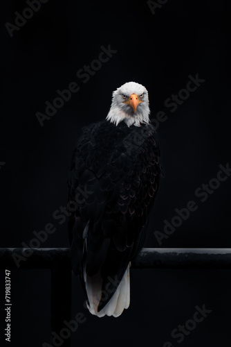 Wallpaper Mural American bald eagle Torontodigital.ca