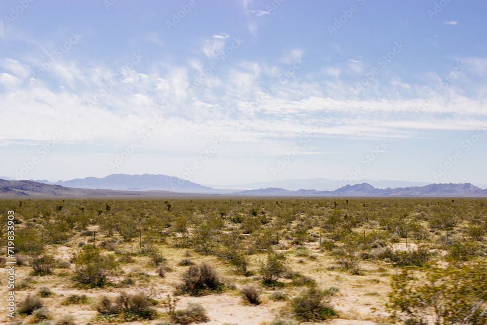 Desert in Arizona with green bushes and cacti on a sunny day with blue sky and white clouds. Nature near Phoenix, Arizona, USA