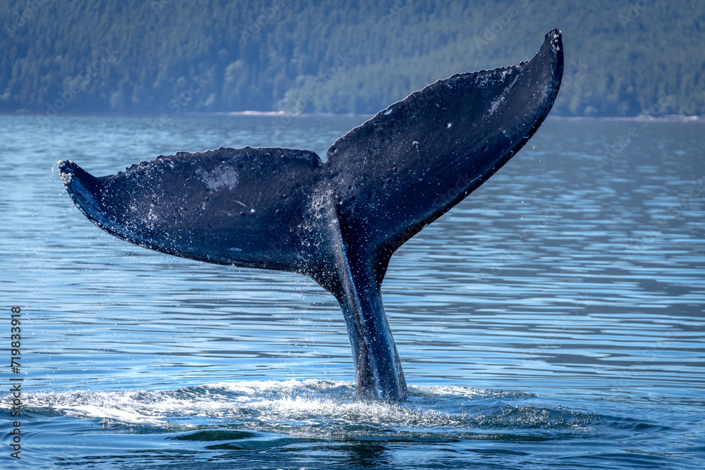 Fototapeta premium humpback whale tail