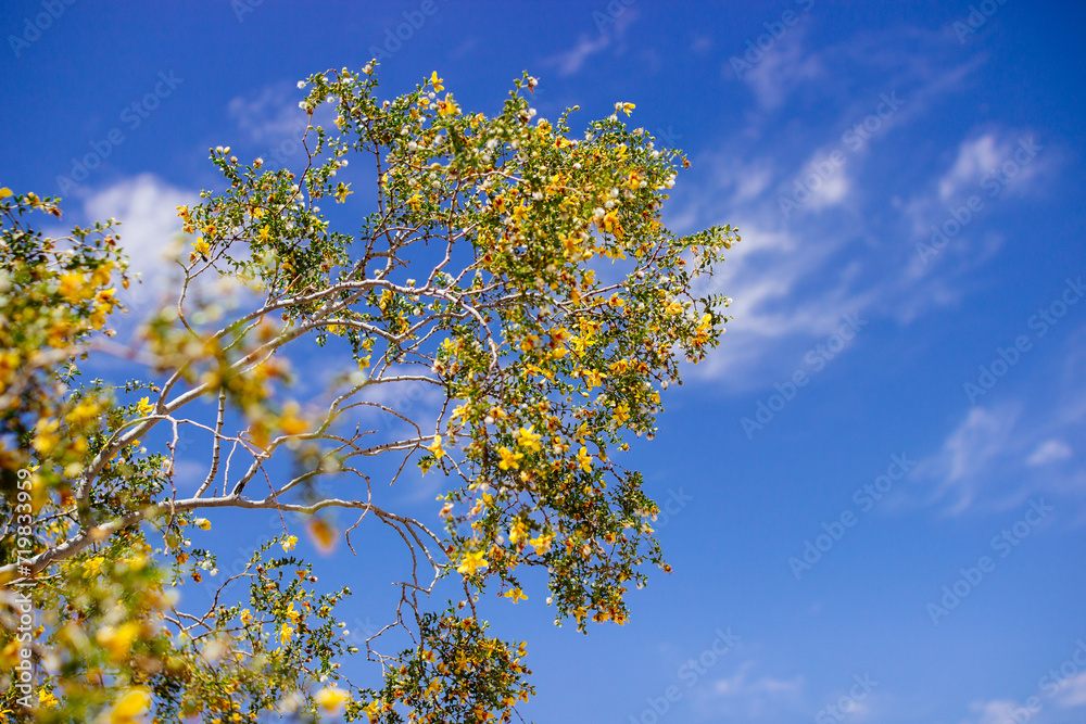 Yellow flowers close up against blue sky. Blue and yellow Yellow flowers close up against blue sky. Blue and yellow