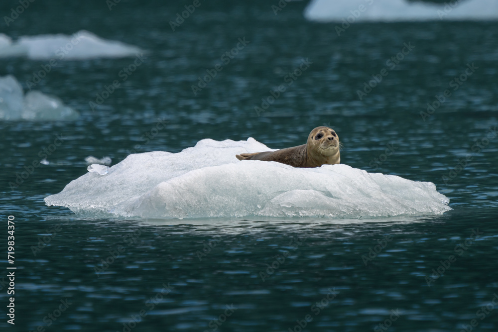 Naklejka premium seal on ice