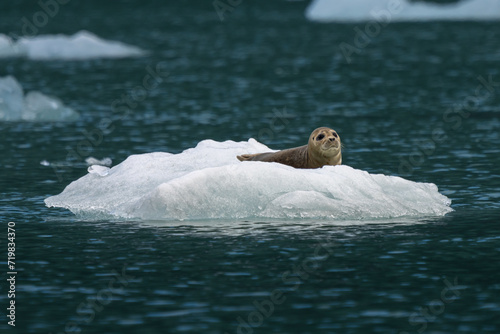 Wallpaper Mural seal on ice Torontodigital.ca