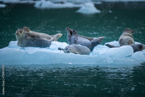 Wallpaper Mural seals on ice Torontodigital.ca
