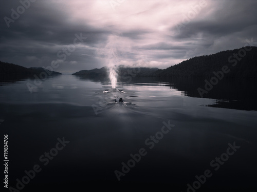 Wallpaper Mural humpback whale Torontodigital.ca