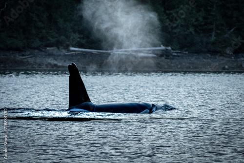 Wallpaper Mural Orca Torontodigital.ca