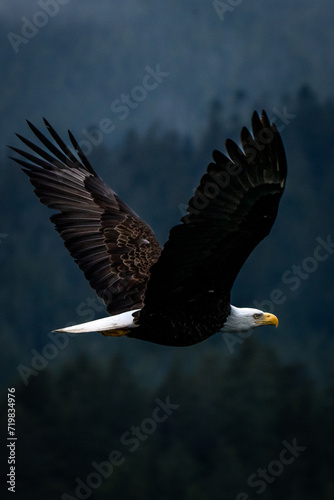 Wallpaper Mural American Bald Eagle Torontodigital.ca