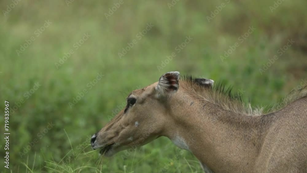 Blue Bull, Boselaphus tragocamelus, female, feeding, eating grass, Jhalana Leopard Reserve, Rajasthan, India. Blue Bull, Boselaphus tragocamelus, female, feeding, eating grass, Jhalana Leopard Reserve, Rajasthan, India.