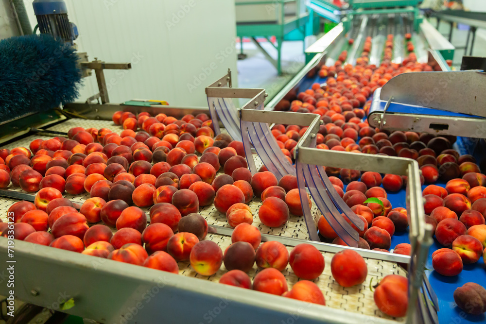 Industrial production sorting line of ripe peaches in packing plant