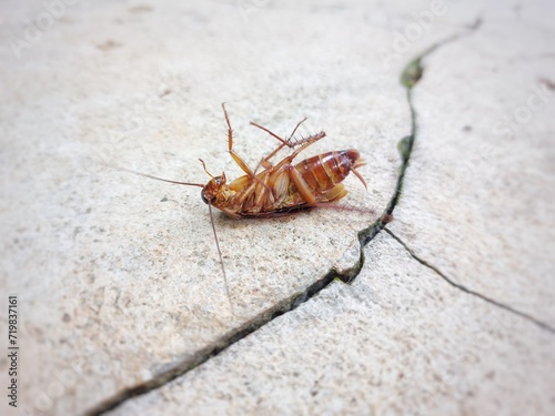 a Close-up photo of dying cockroach on cracked ground
