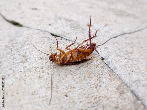 a dead cockroach on the cracked road in the morning