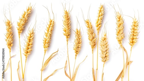 Wheat ears or heads set isolated on white background. Package design element : Generative AI